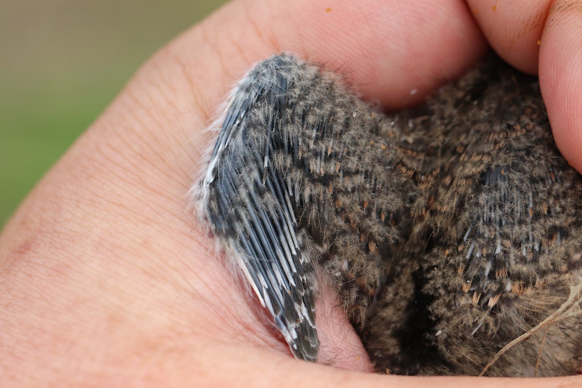 Spotted Sandpiper - ML165674481