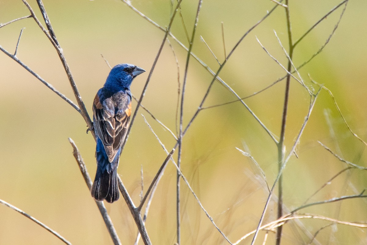 Blue Grosbeak - ML165677421