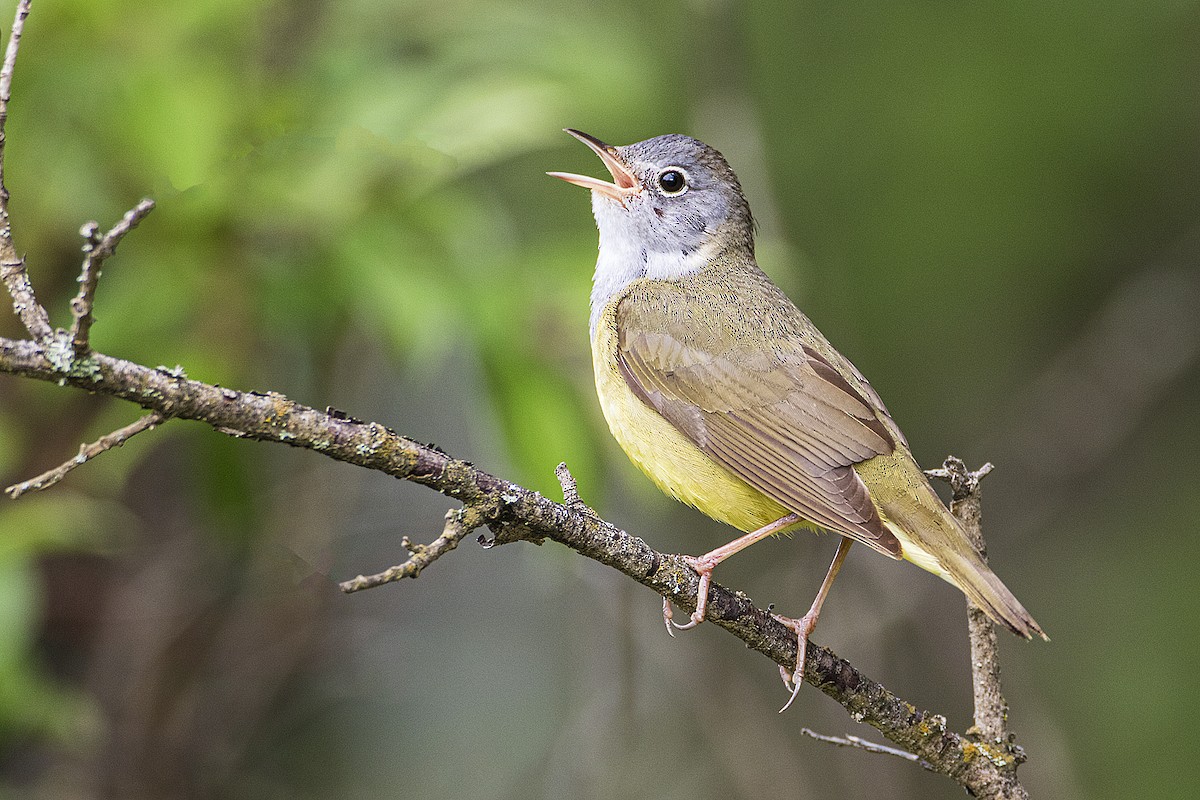 Connecticut Warbler - ML165678011