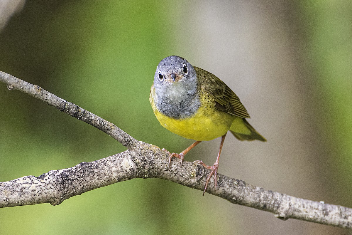 Connecticut Warbler - ML165678081