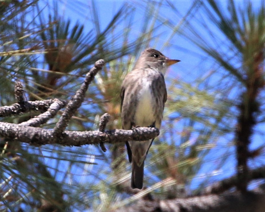 Olive-sided Flycatcher - ML165681671