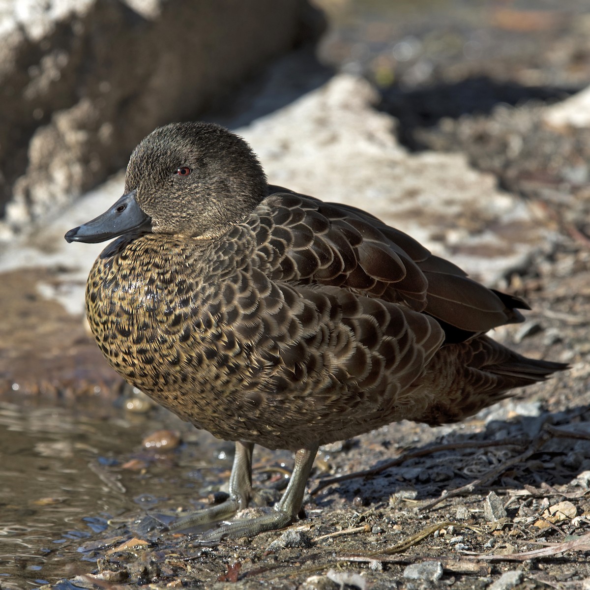 Chestnut Teal - ML165682091