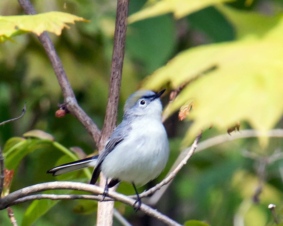 Blue-gray Gnatcatcher - ML165683751