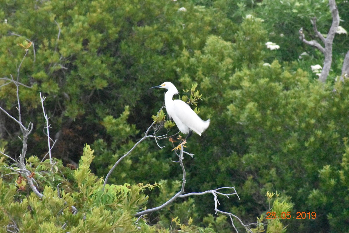 Snowy Egret - ML165684091