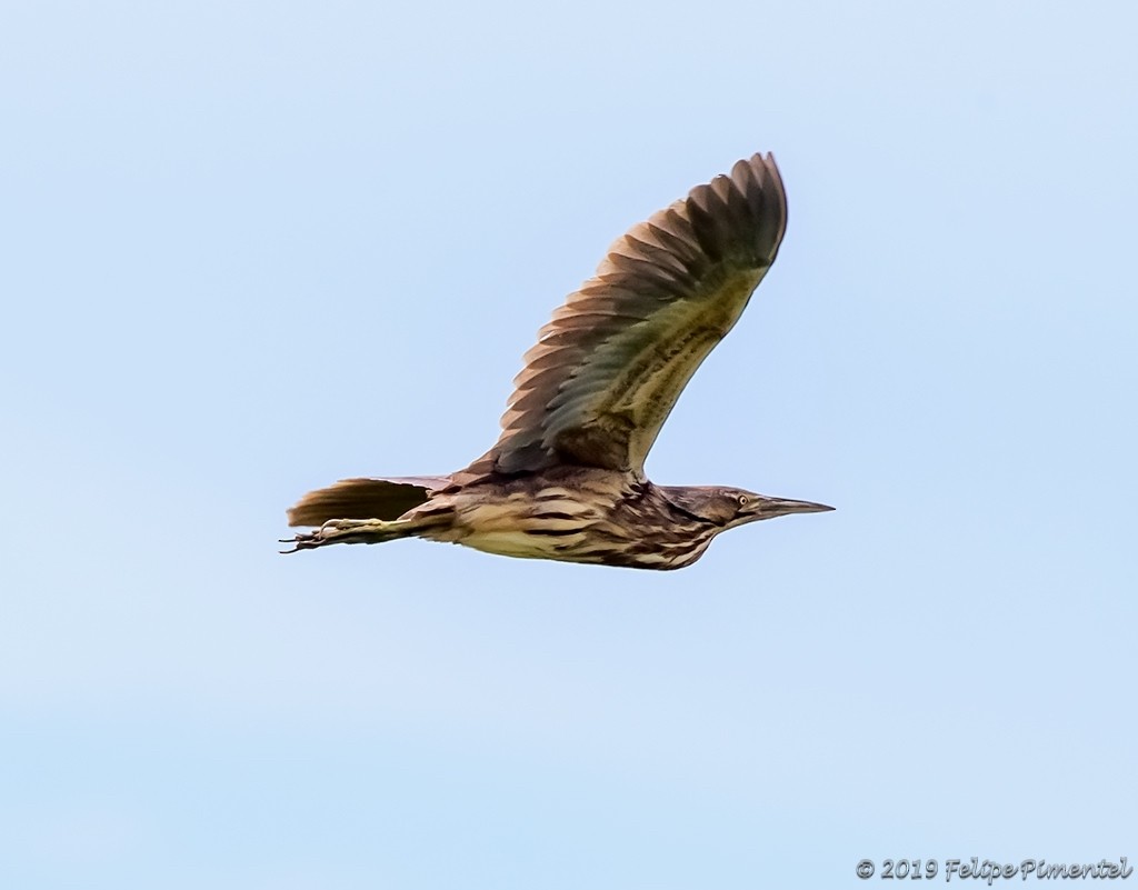 American Bittern - ML165684181