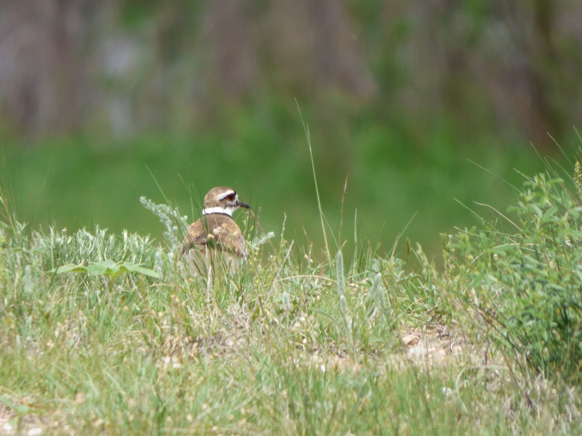 Killdeer - Kevin Rohling