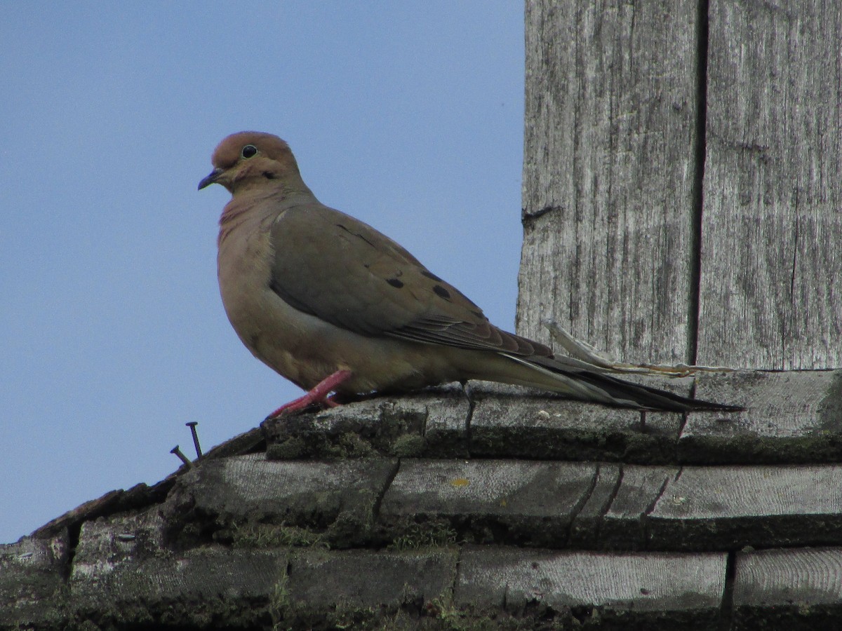 Mourning Dove - ML165685381