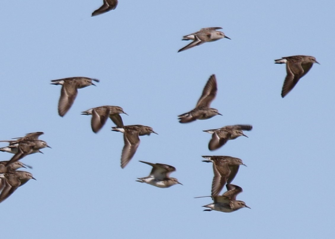 Western Sandpiper - Louis Hoeniger