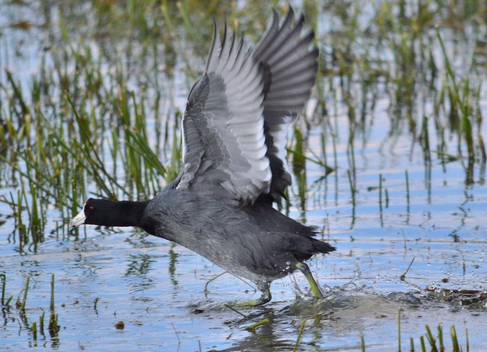 American Coot - Luis Uriel Correa Vera