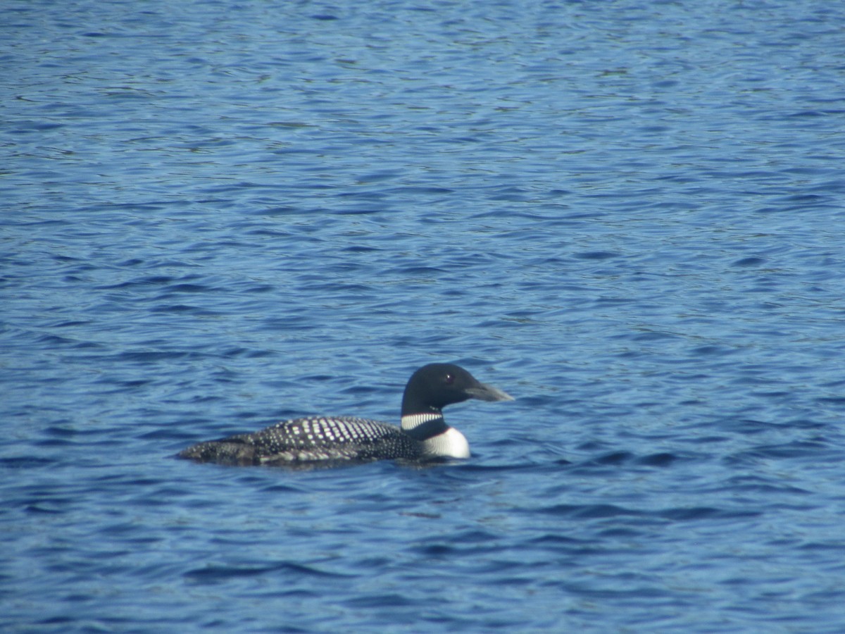 Common Loon - ML165685561