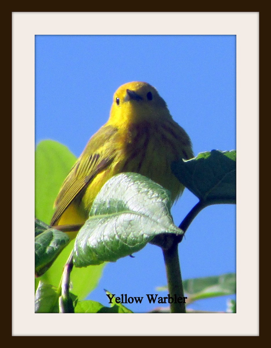 Yellow Warbler - Eric Sander