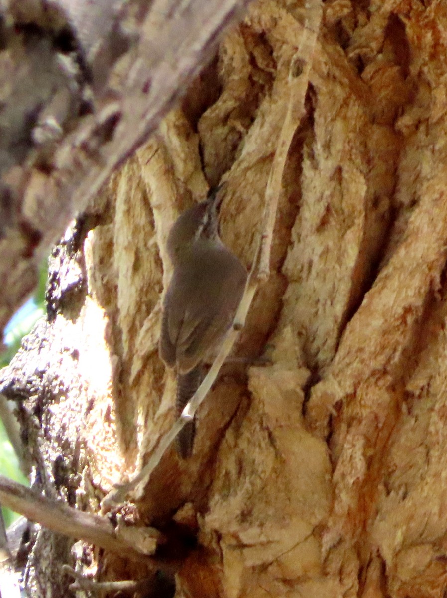 Bewick's Wren - ML165686581