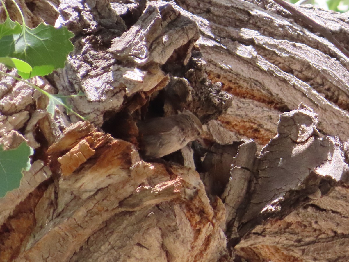 Bewick's Wren - ML165686611