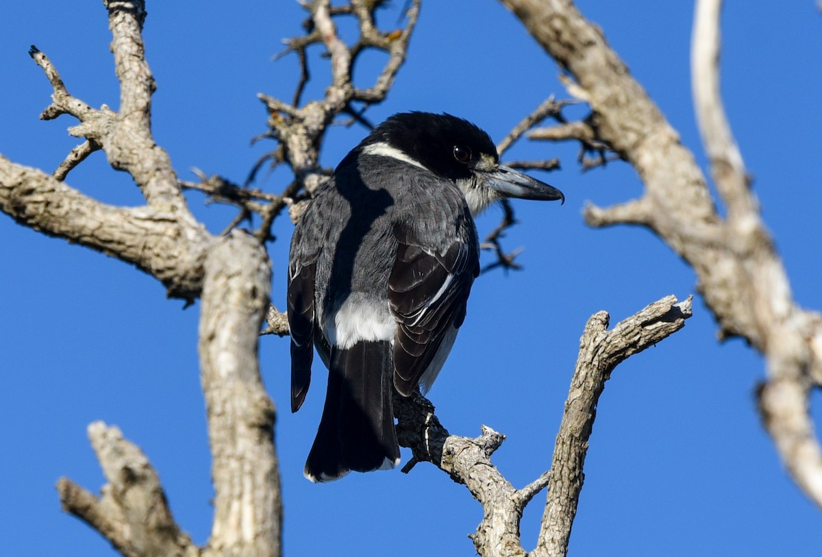 Gray Butcherbird - Bruce Wedderburn