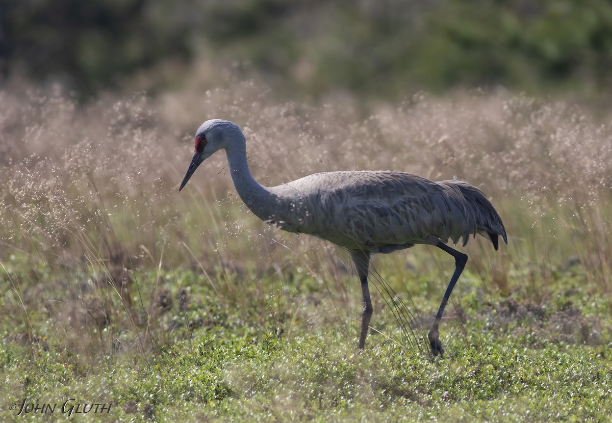 Sandhill Crane - ML165688101