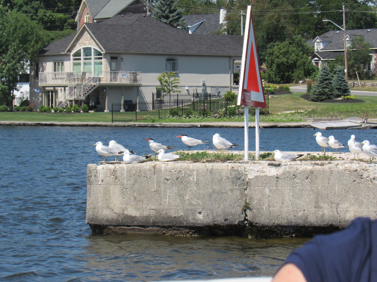 Caspian Tern - ML165688781