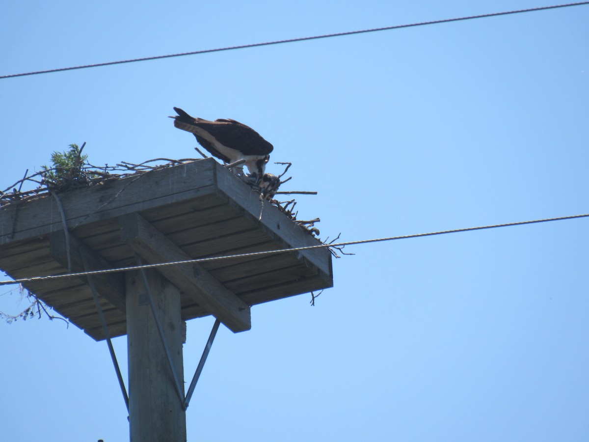 Águila Pescadora - ML165688901