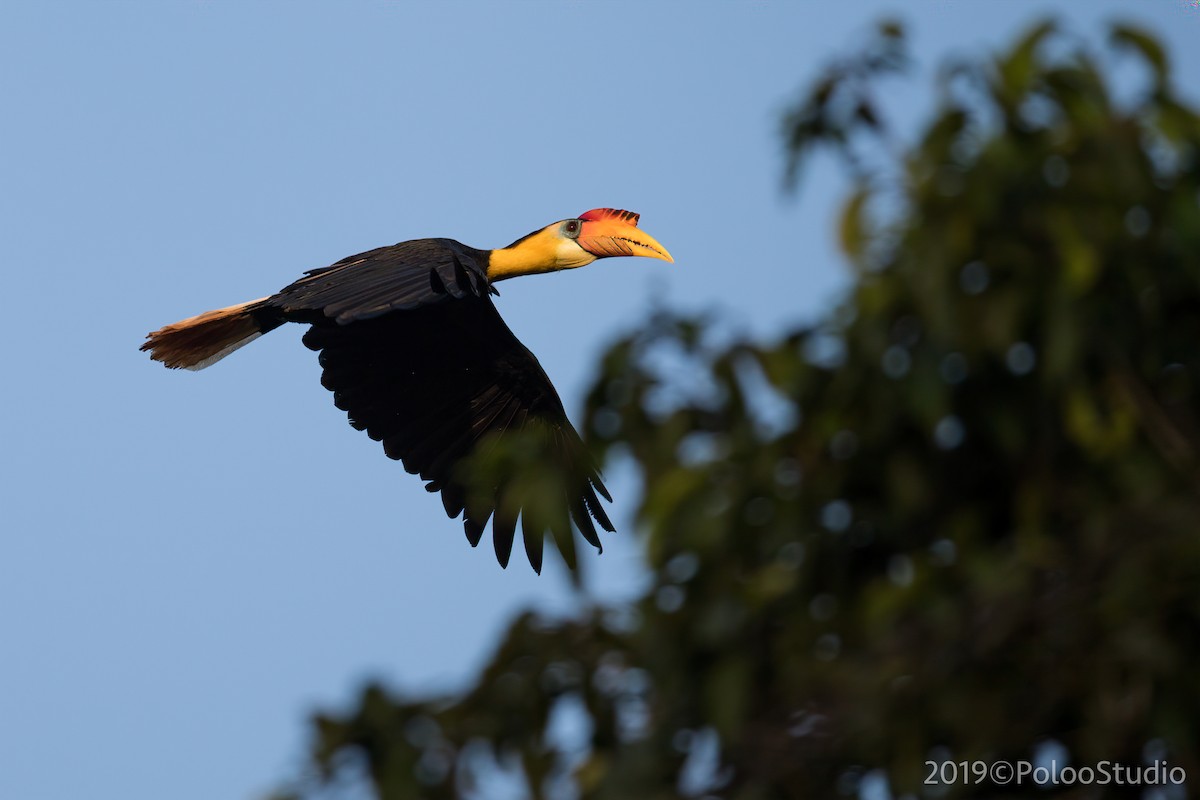 Wrinkled Hornbill - ML165690991