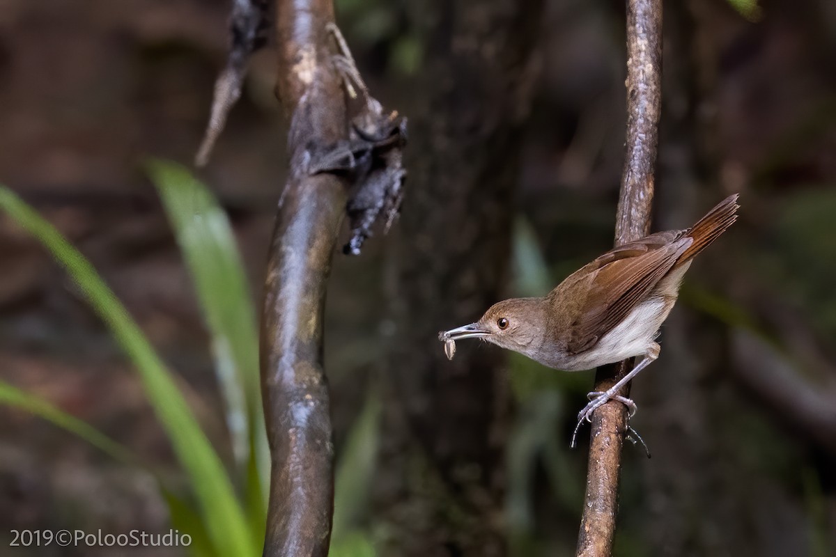 White-chested Babbler - ML165691201