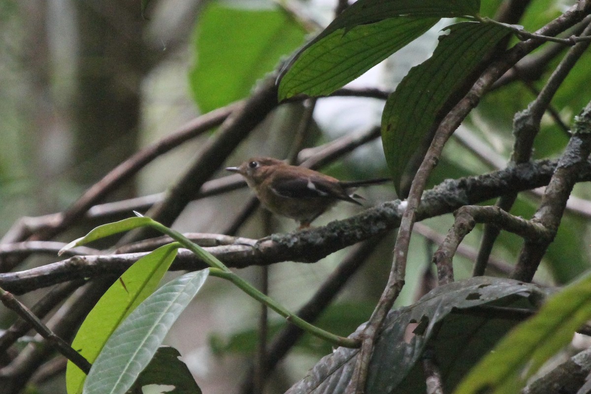 Garnet Robin - James (Jim) Holmes