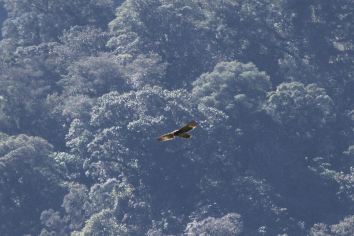 Pygmy Eagle - ML165694011