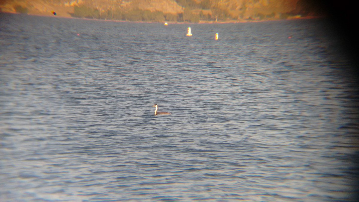 Western Grebe - ML165694661