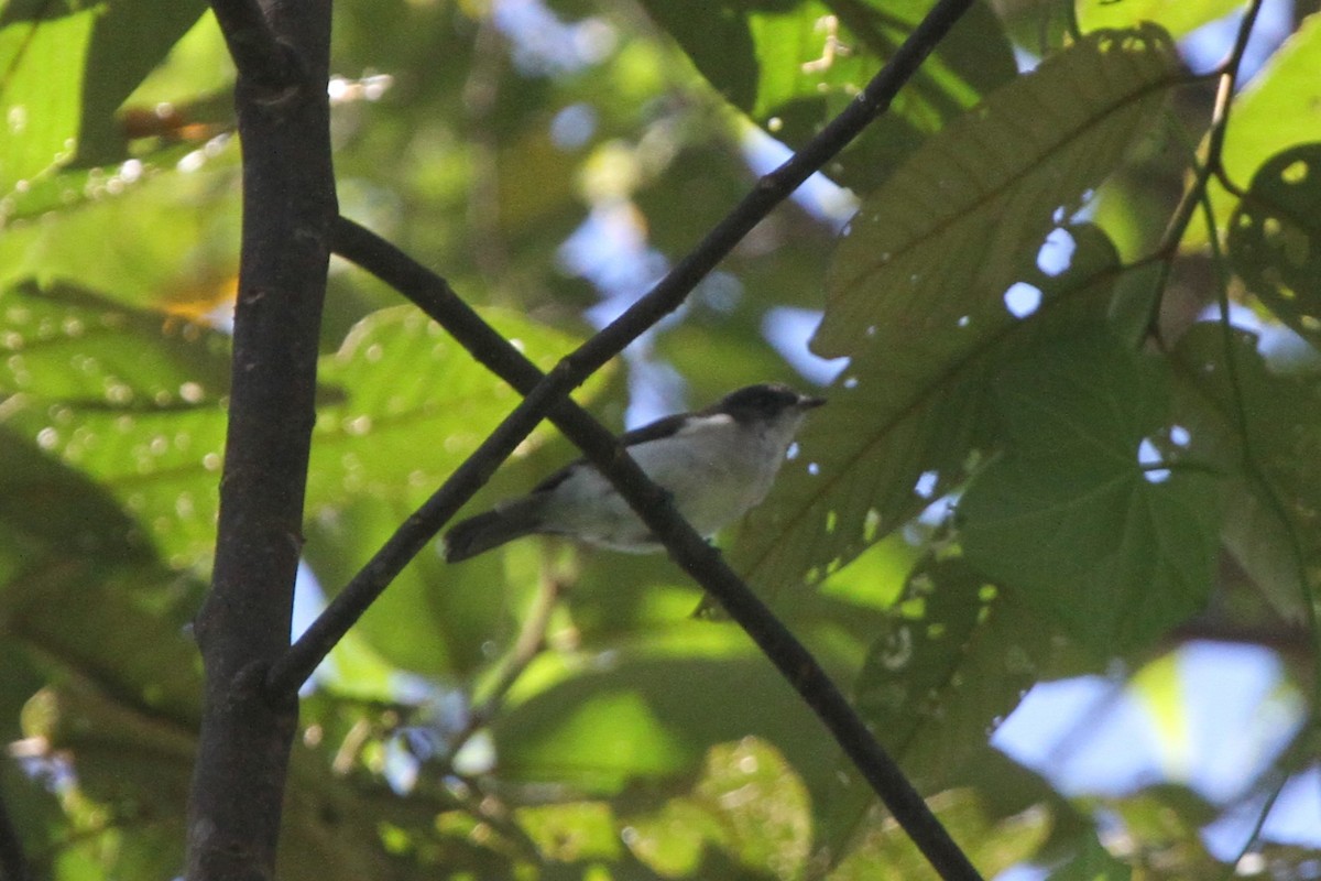 Brown-backed Whistler - ML165694721