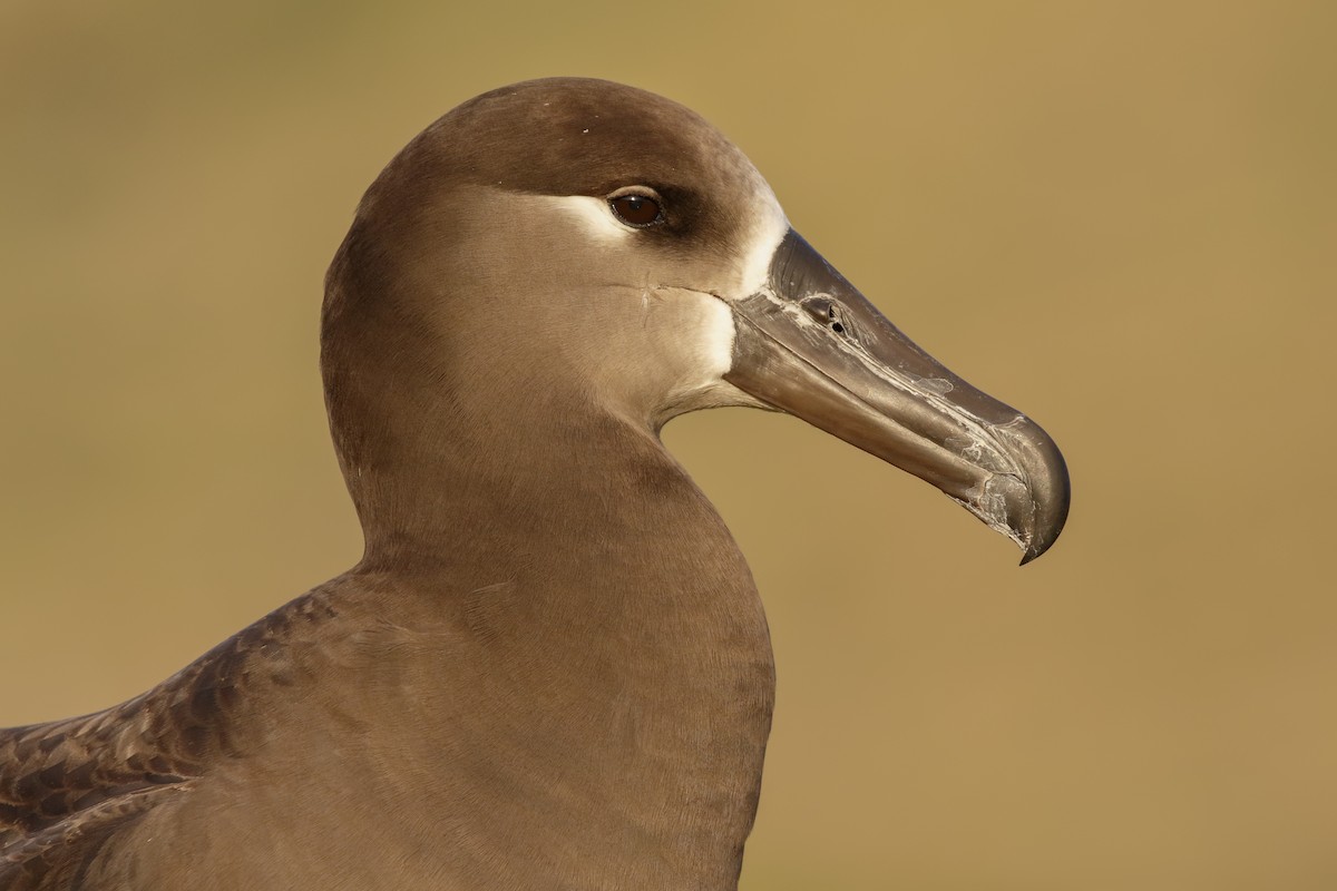 Black-footed Albatross - Sharif Uddin
