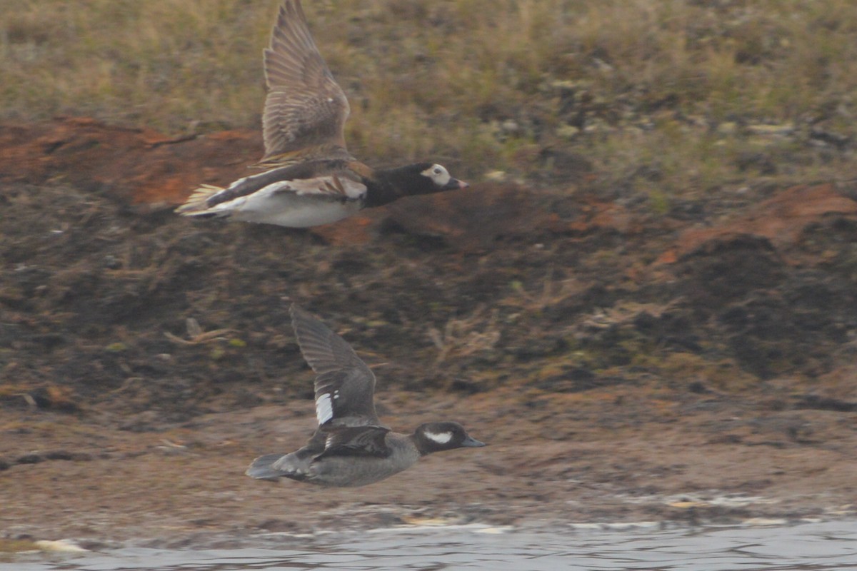 Bufflehead - ML165696871