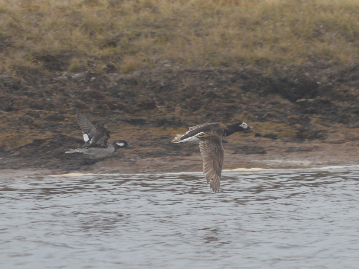 Bufflehead - ML165696881