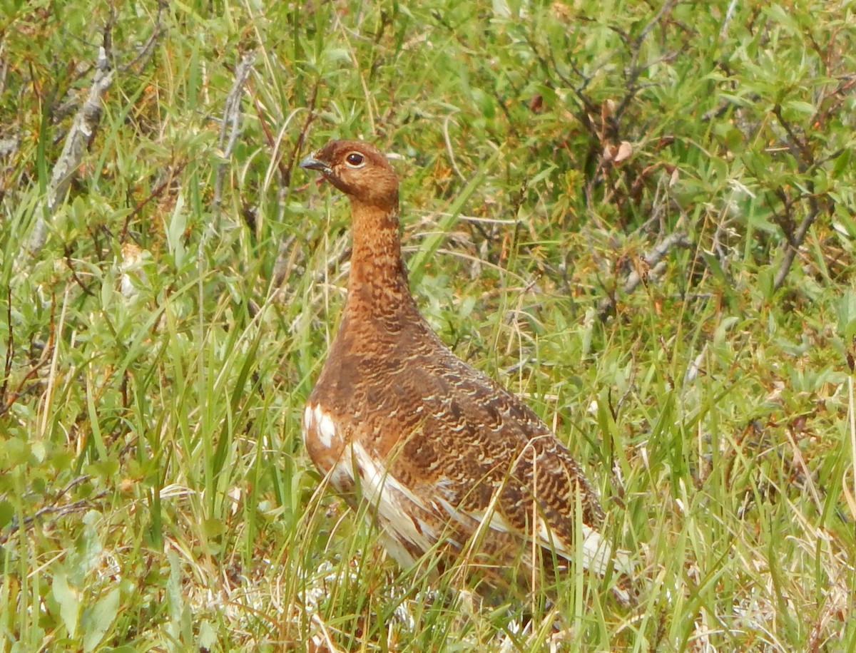 Willow Ptarmigan - ML165697581