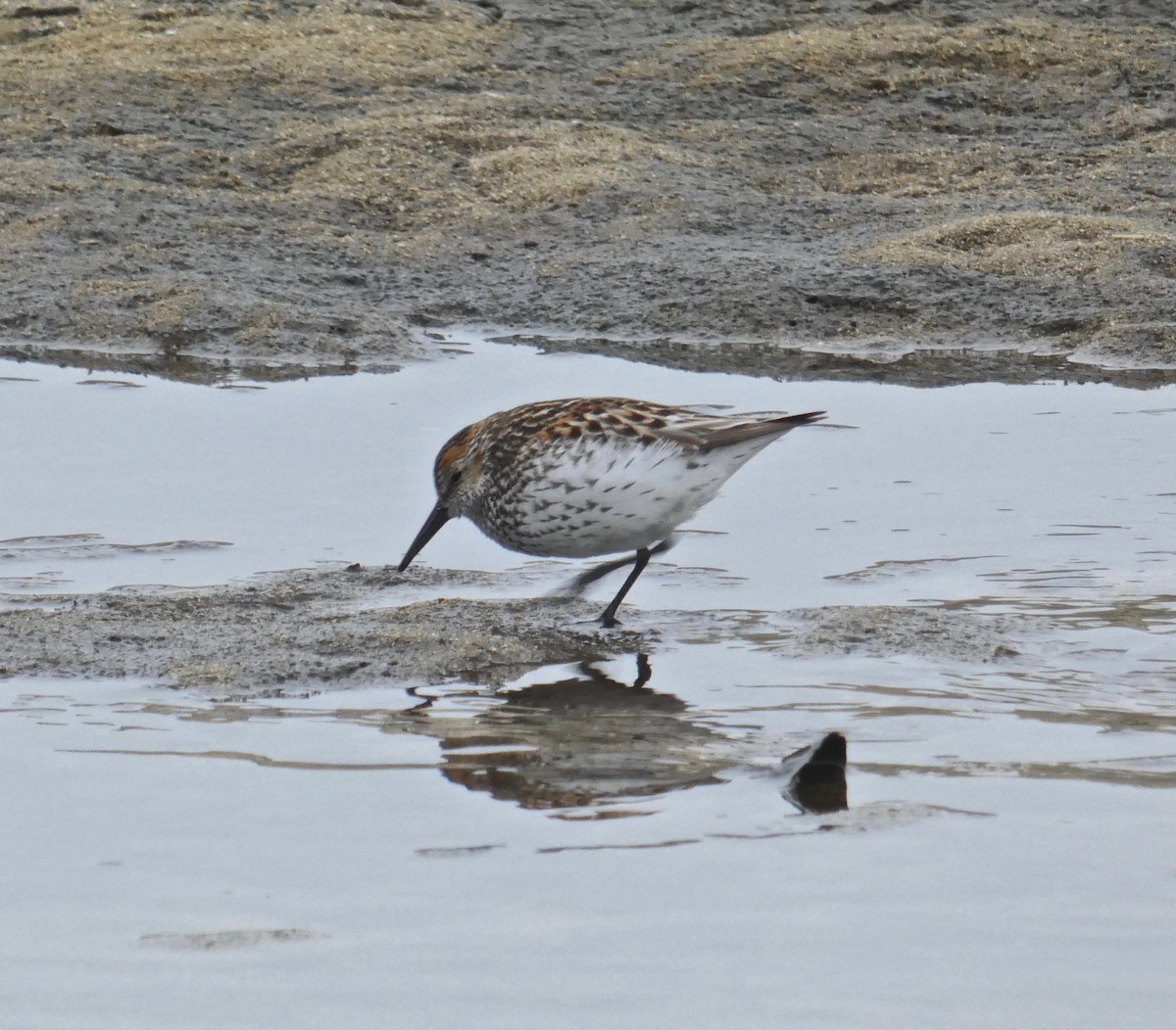 Western Sandpiper - Malia DeFelice