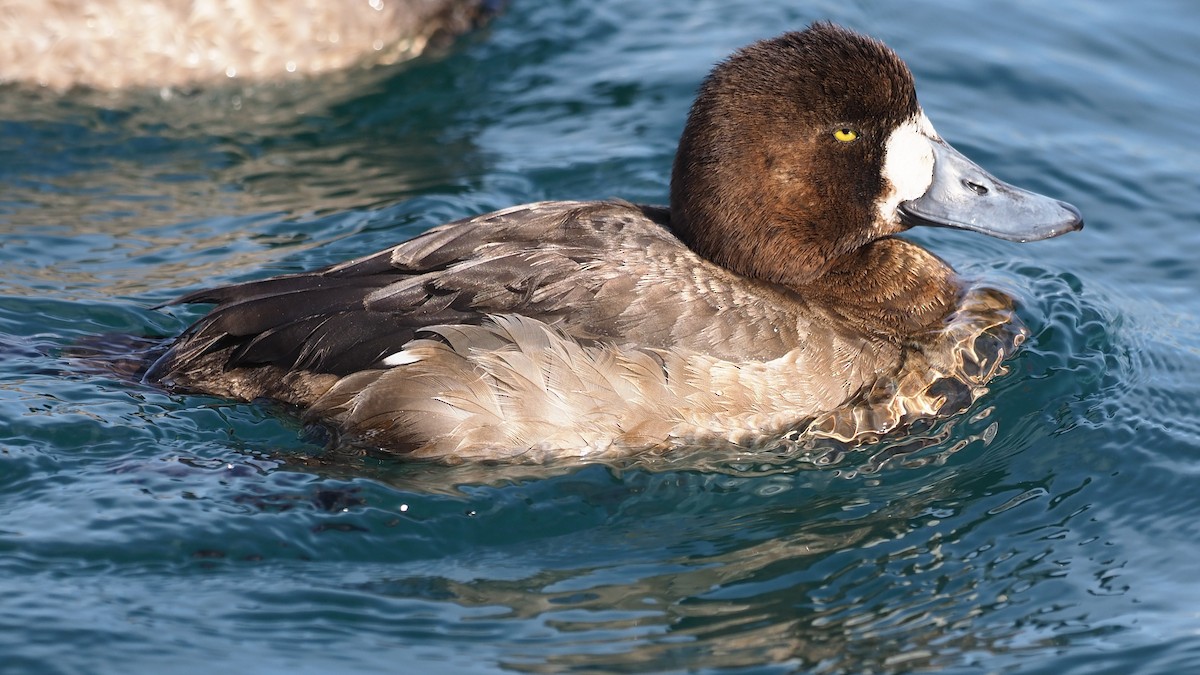 Greater Scaup - ML165698211