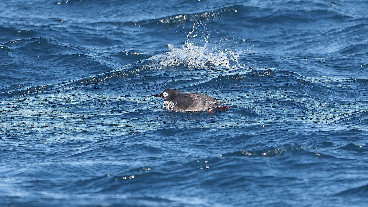 Spectacled Guillemot - ML165698501