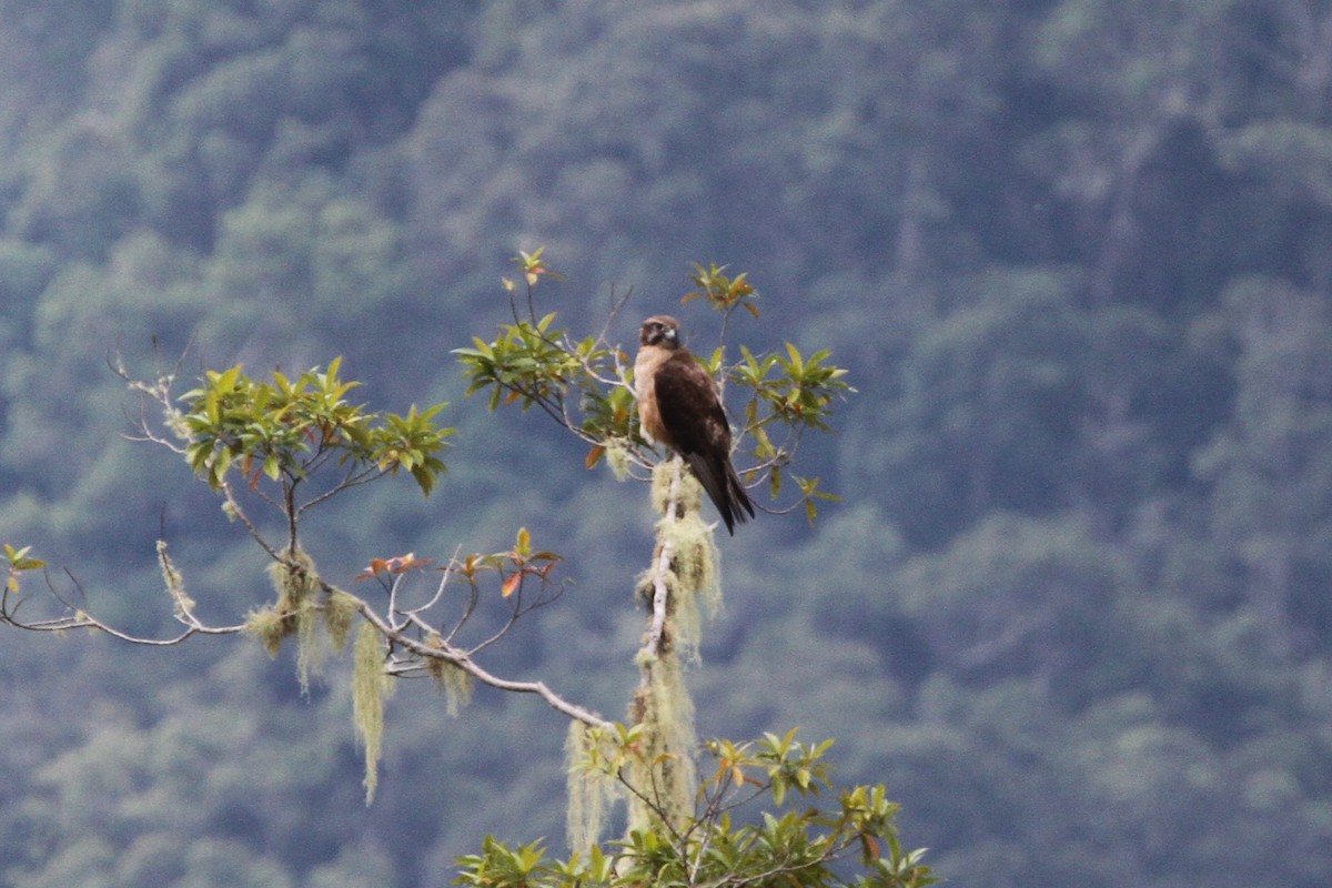 Brown Falcon - ML165698571