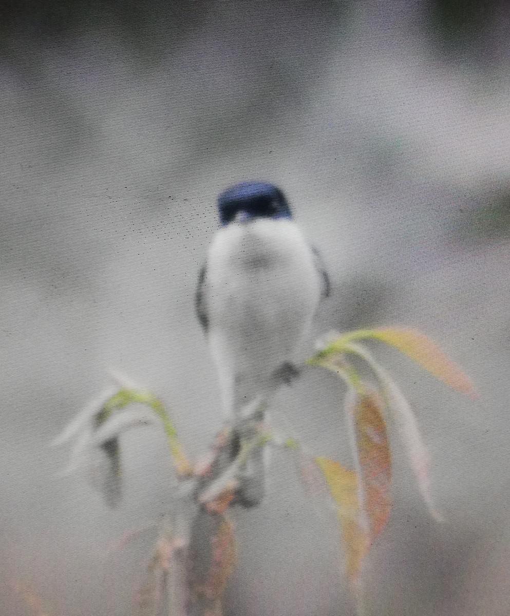 Bar-winged Flycatcher-shrike - ML165698671