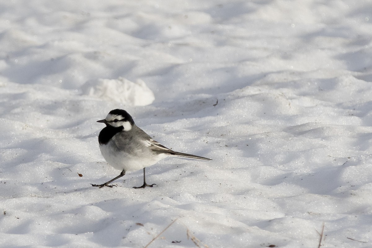 White Wagtail - Nick Hajdukovich