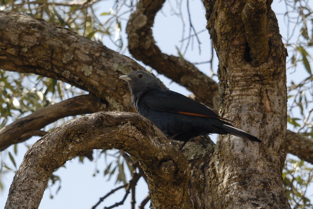 White-billed Starling - ML165699361