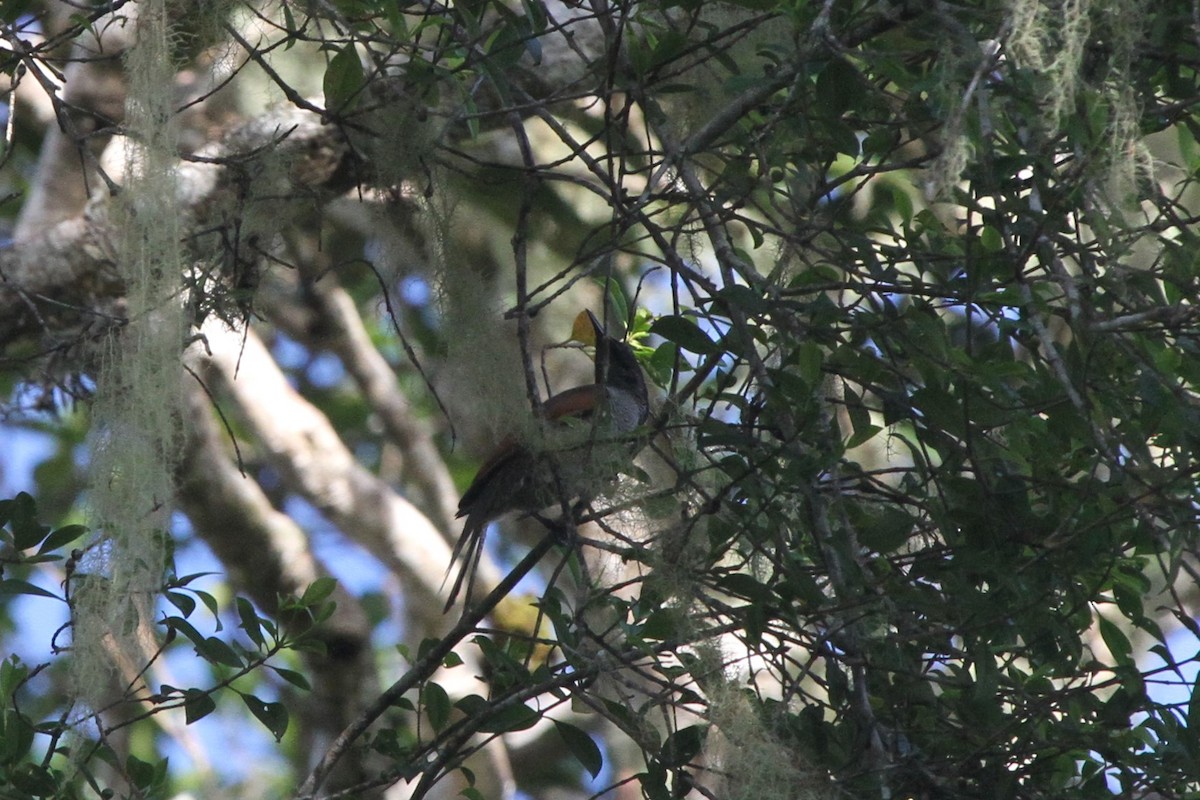 Eastern Parotia - ML165699991