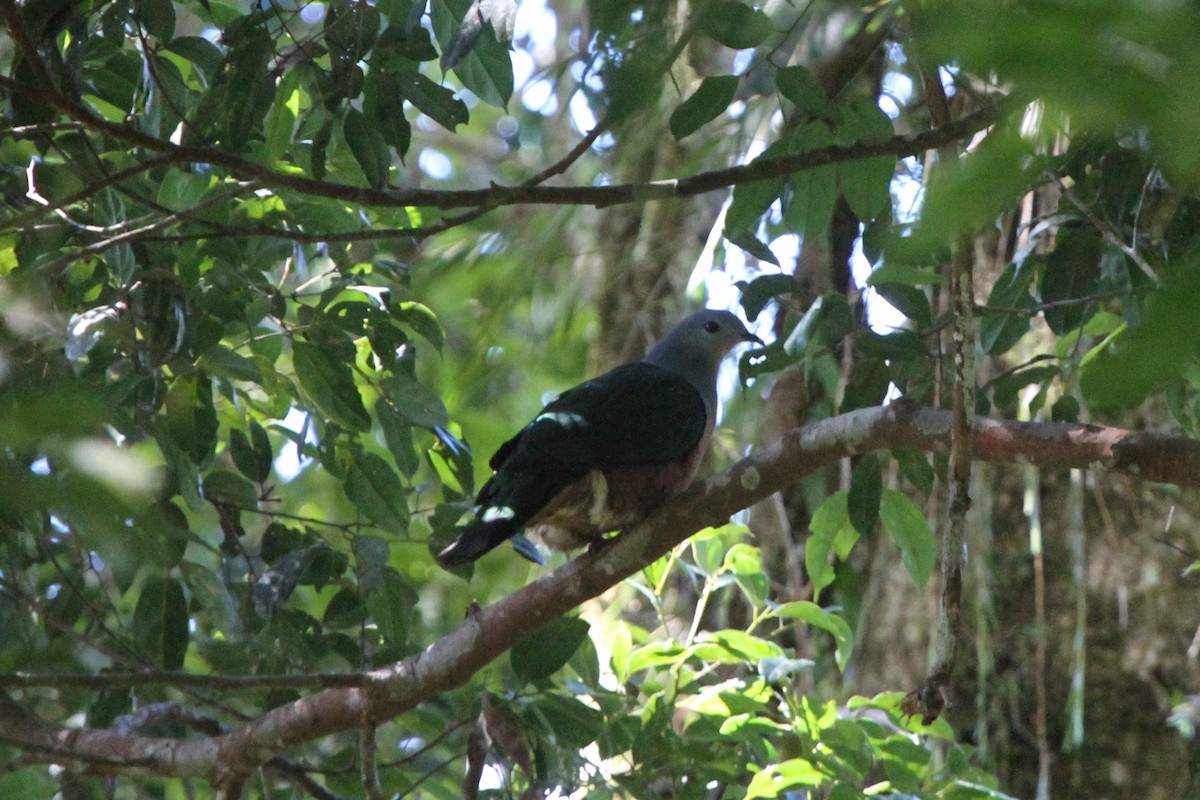 Rufescent Imperial-Pigeon - ML165700131