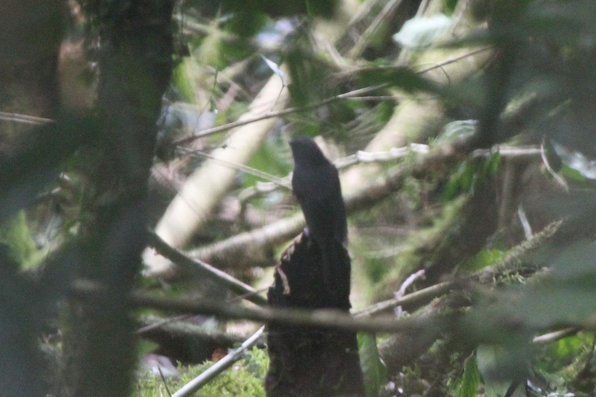 White-eyed Robin - ML165700481