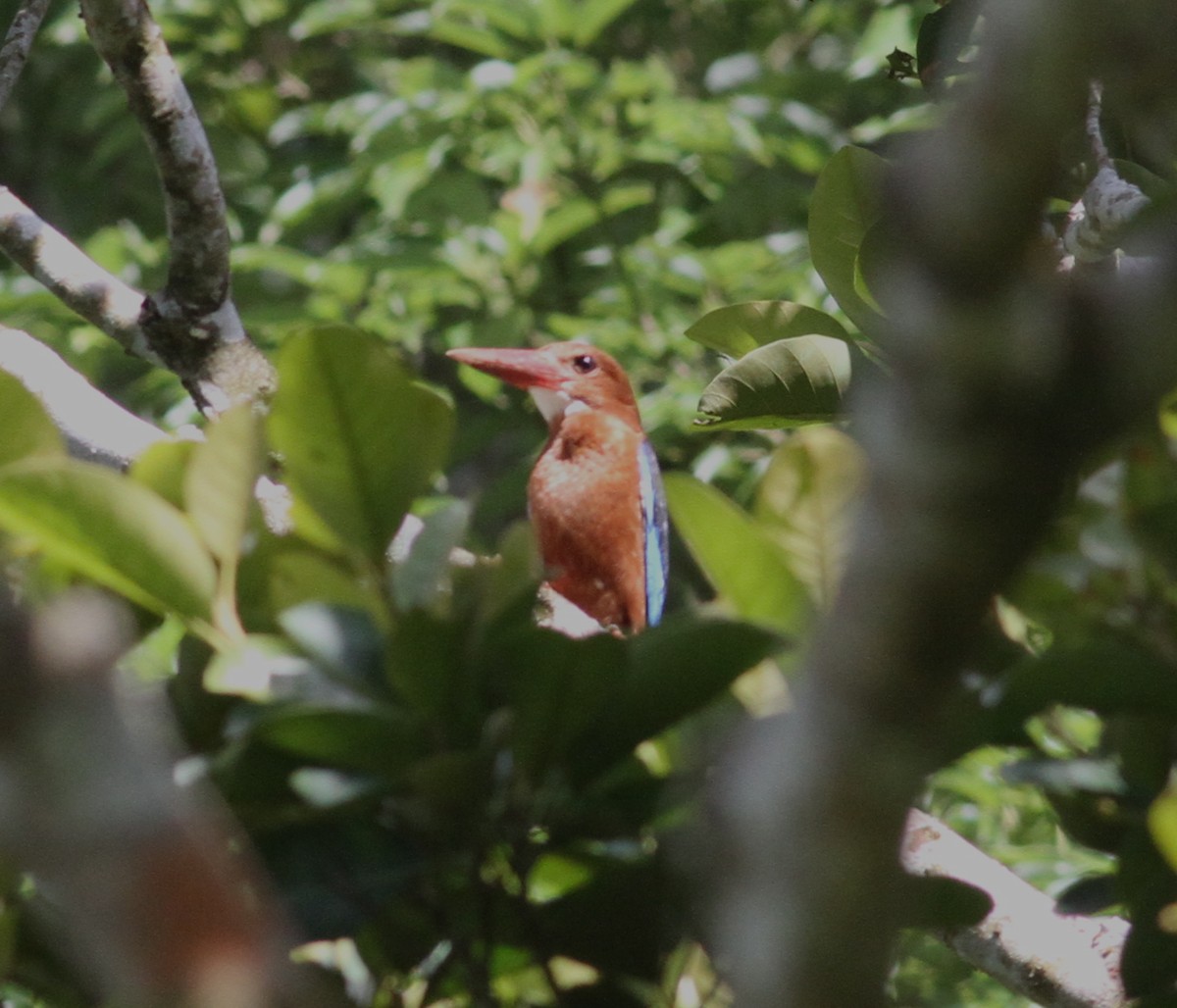 Brown-breasted Kingfisher - ML165700941