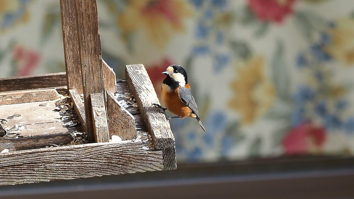 Varied Tit - Mario Martin