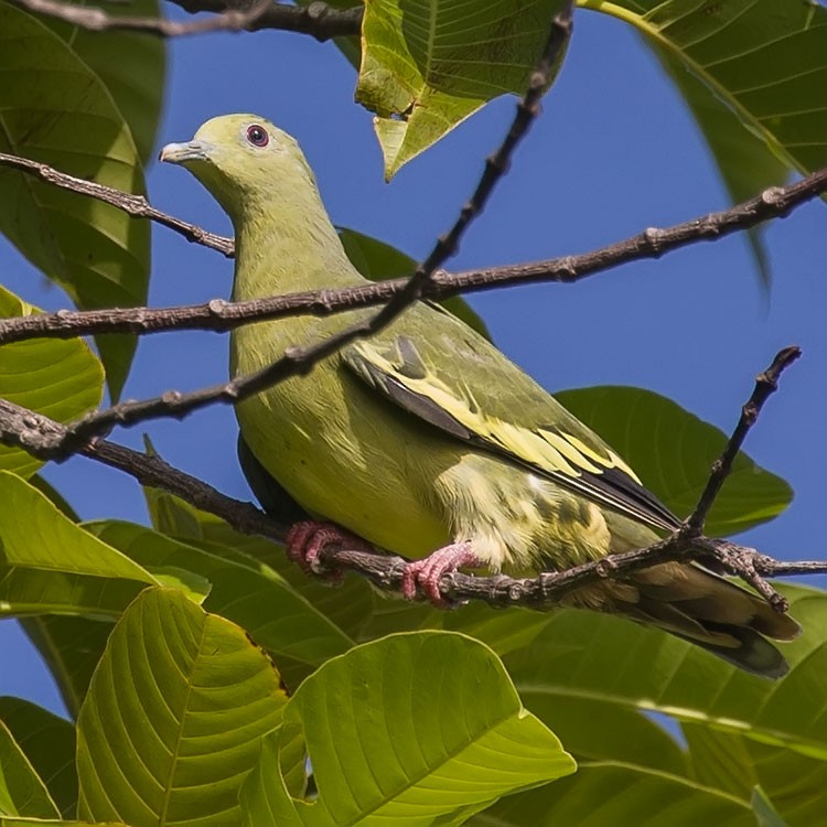 Pembe Boyunlu Yeşil Güvercin - ML165703721