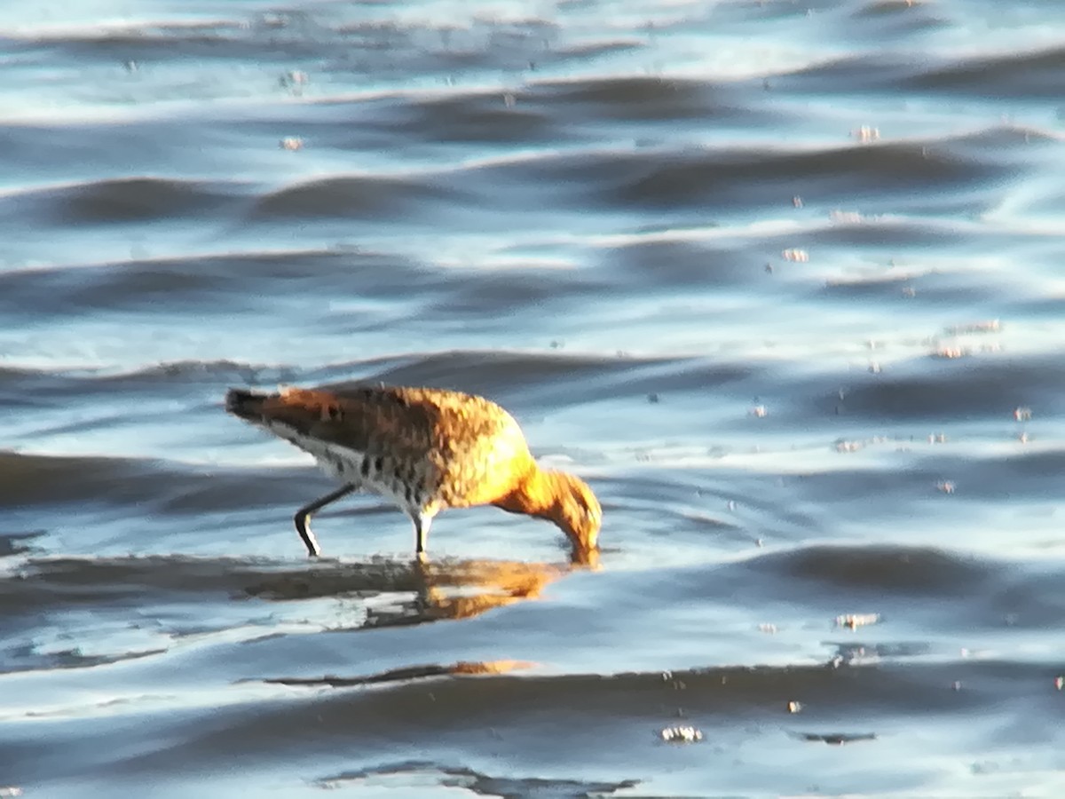 Black-tailed Godwit - ML165704411