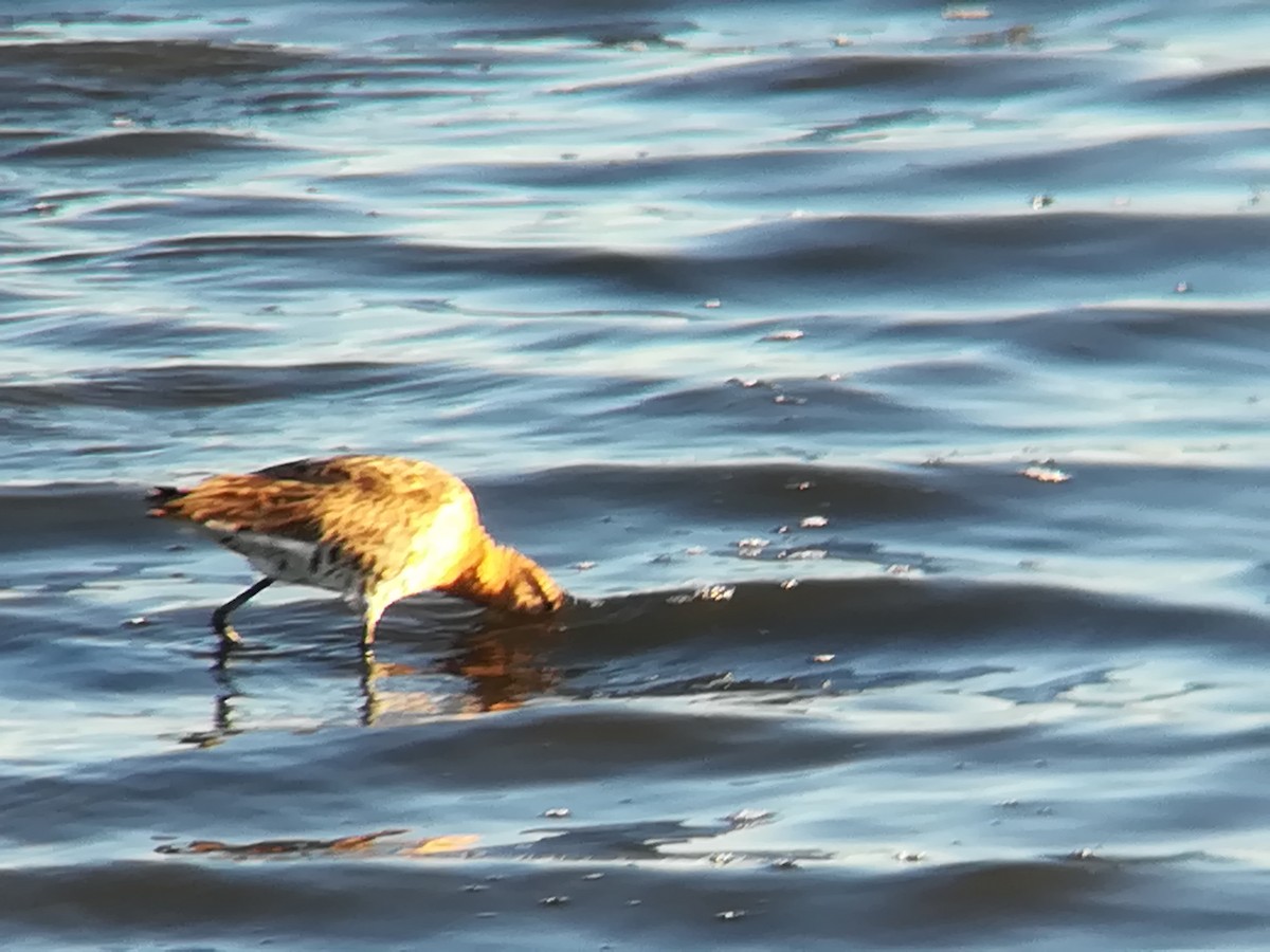 Black-tailed Godwit - ML165704441