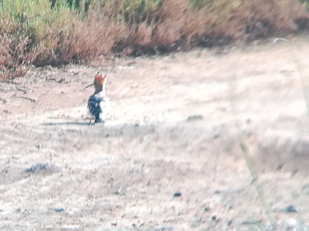 Eurasian Hoopoe - ML165704671