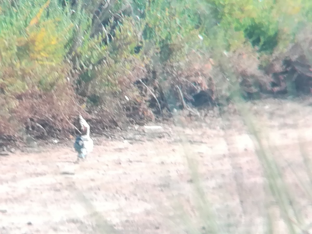 Eurasian Hoopoe - ML165704681