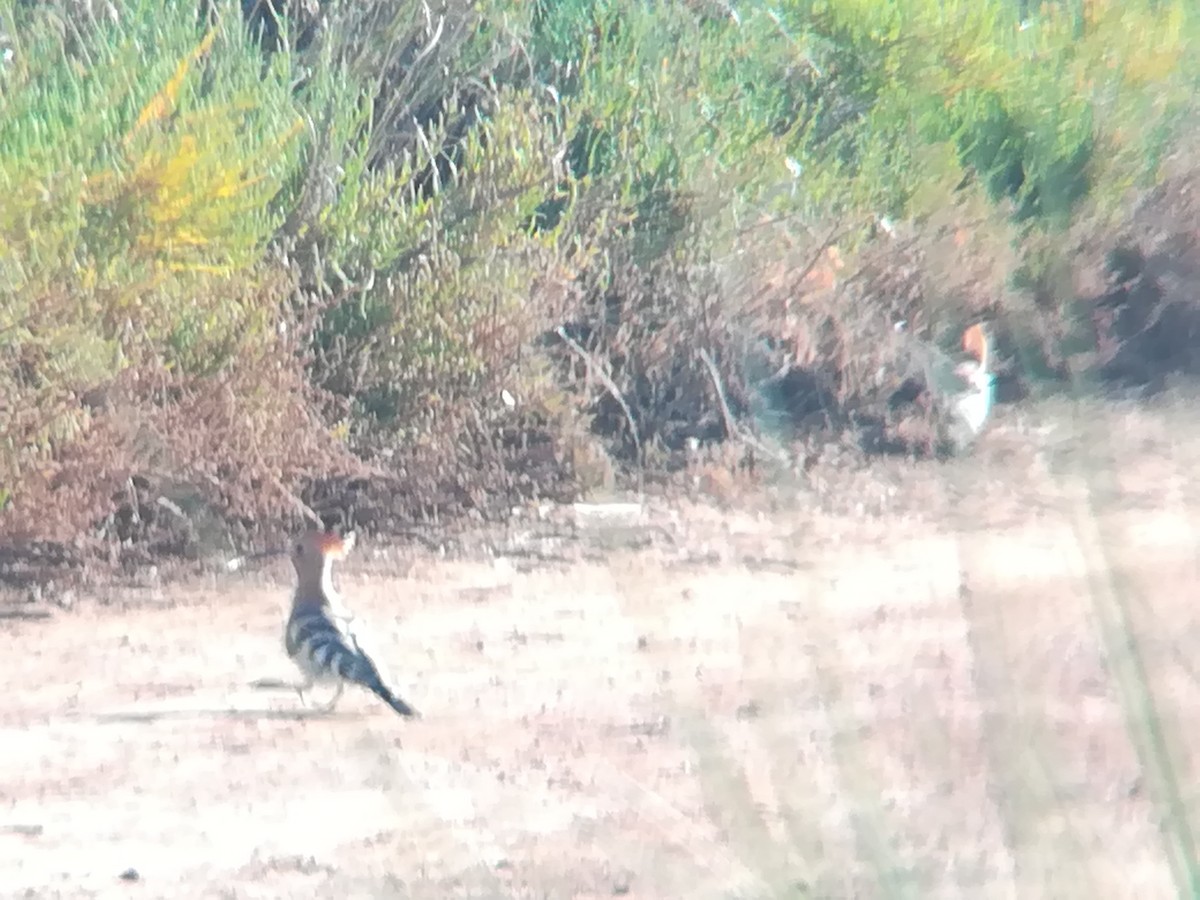 Eurasian Hoopoe - ML165704721