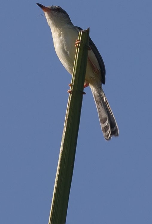 Plain Prinia - ML165706341